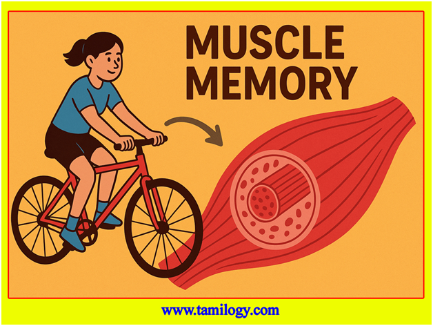 MUSCLE MEMORY IN TAMIL